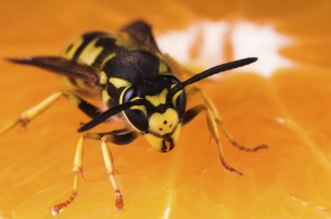 wasp-inventory-control