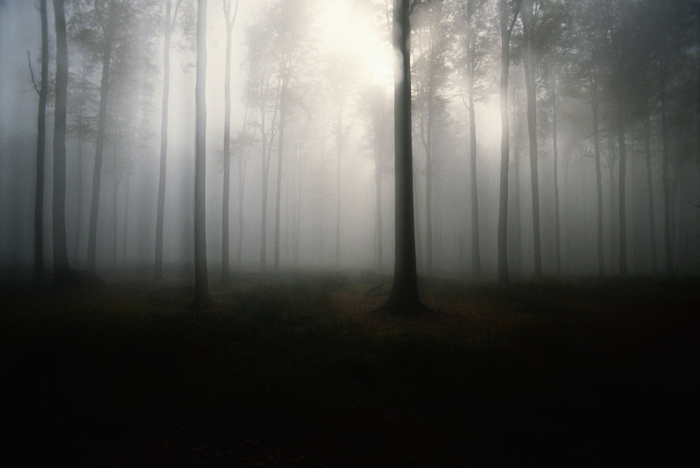 Trees in forest, mist