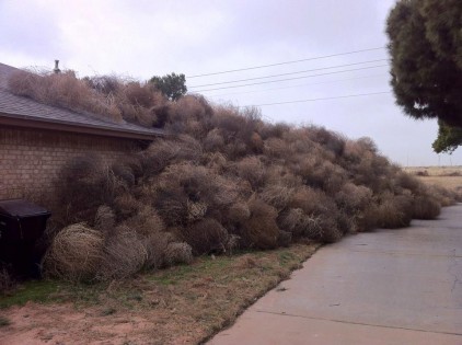 tumbleweeds